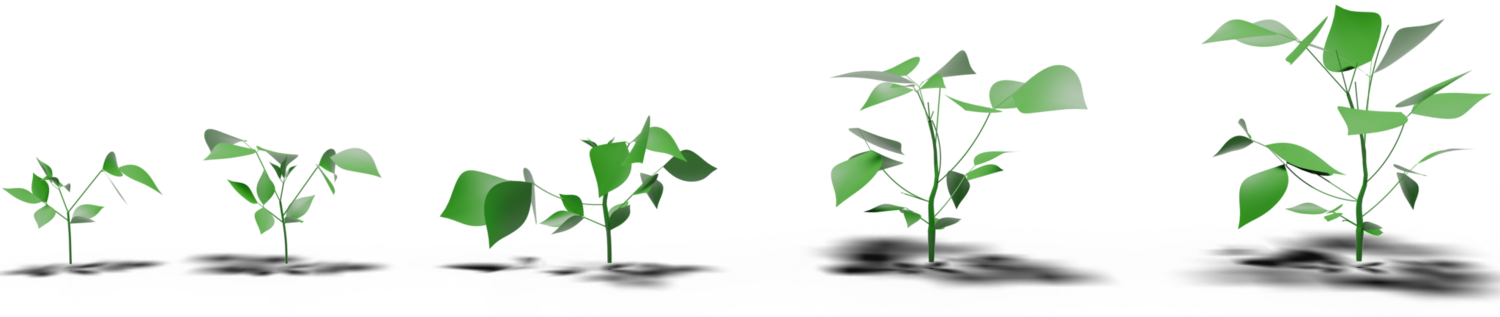 Fitted procedural models across five growth stages