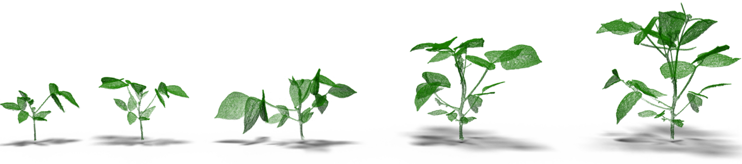 NeRF point clouds of a mung bean plant at five growth stages