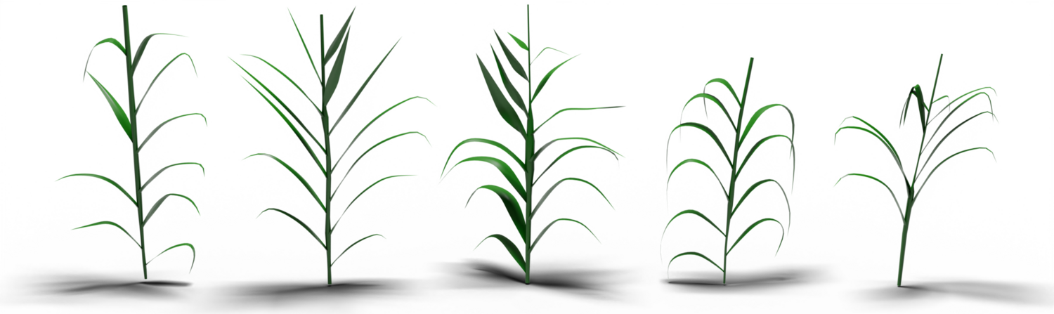 Fitted FloraForge procedural maize models