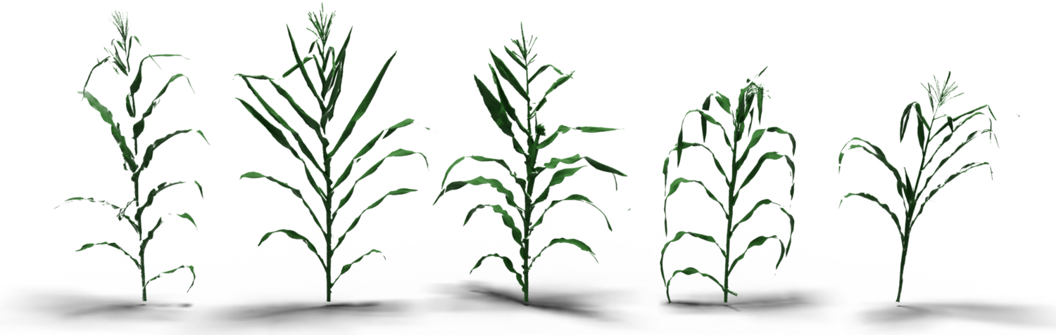 LiDAR point clouds of five maize genotypes