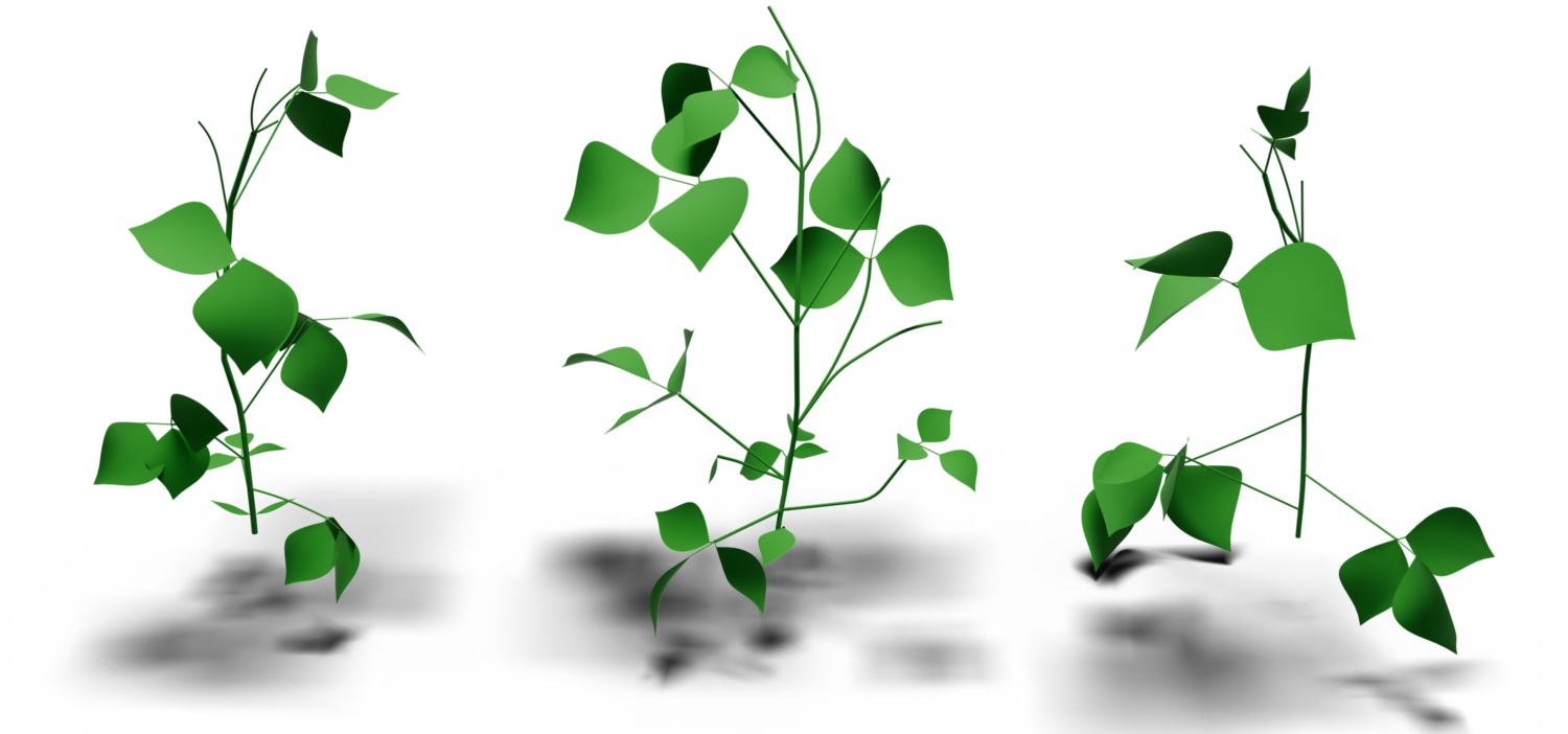 Fitted FloraForge procedural mung bean models