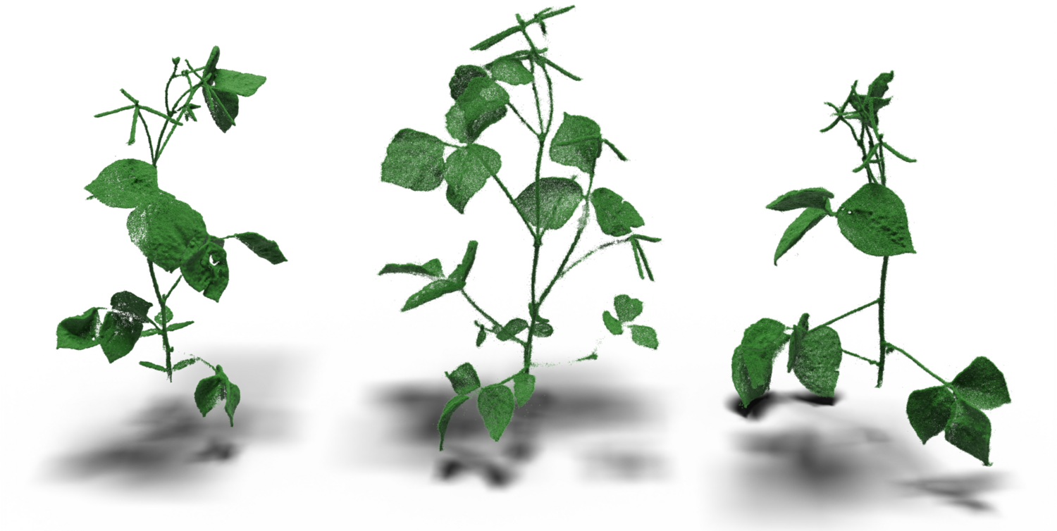 Point clouds of three mung bean plants